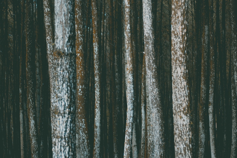 curtain, corrugated, hanging, pattern, tree trunk, paper, day, trunk, still life, no people, abundance, backgrounds, tree, trees, textile, textured, texture