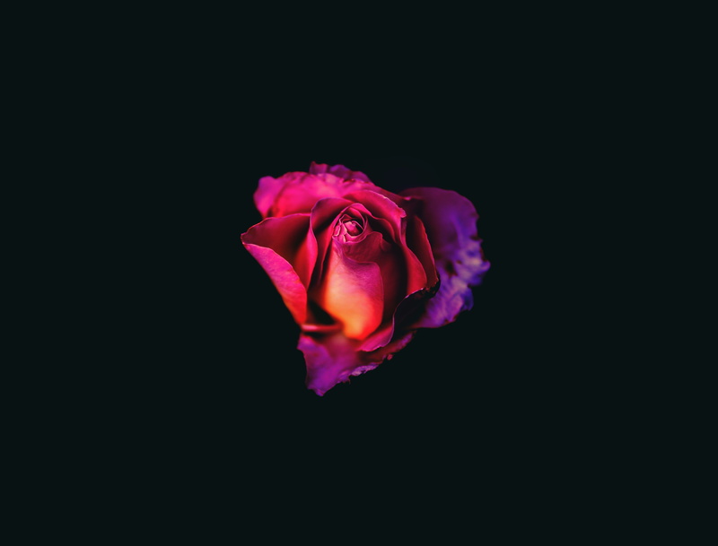 fragility, dark, beauty in nature, nature, flower head, plant, pink color, flower, indoors, rose - flower, close-up, vulnerability, flowering plant, studio shot