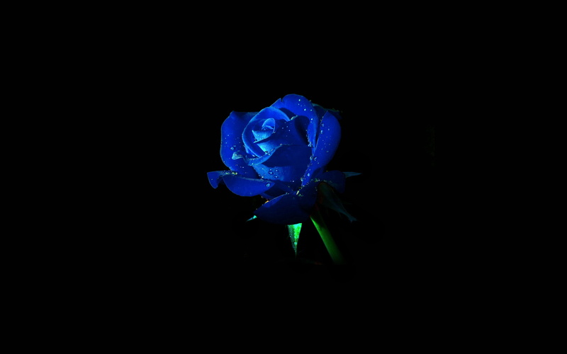 black background, vulnerability, blue, petal, nature, 4K, rose, flowering plant, beauty in nature, flower head, freshness, flower, dark, studio shot, no people