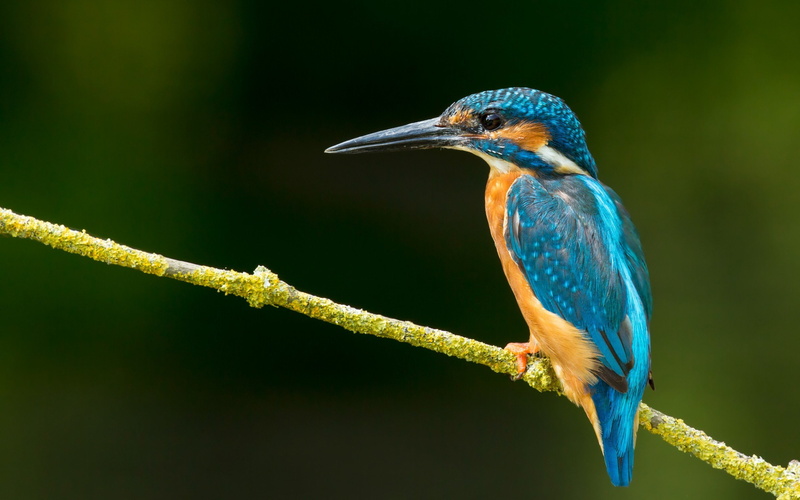rama, azul, pajaro, 2K