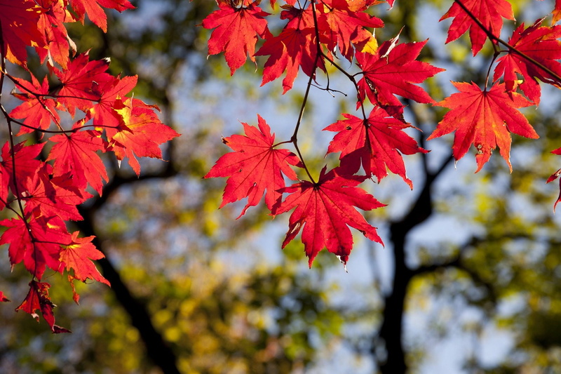 1080P, day, nature, no people, autumn collection, plant, autumn, outdoors, maple tree, plant part, close-up, focus on foreground, orange color, branch