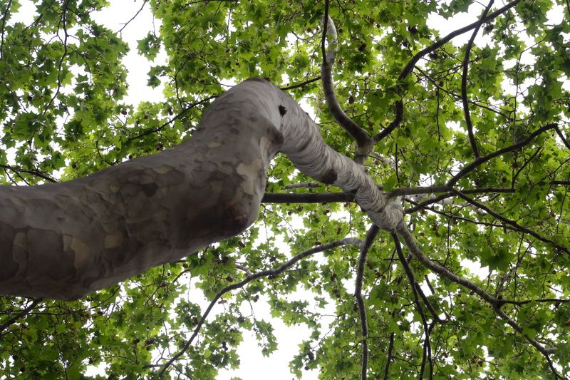 day, trunk, art and craft, hojas verdes, green color, planta, leaves, animals in the wild, leave, animal wildlife, vertebrate, ramas, no people, tree, 4K