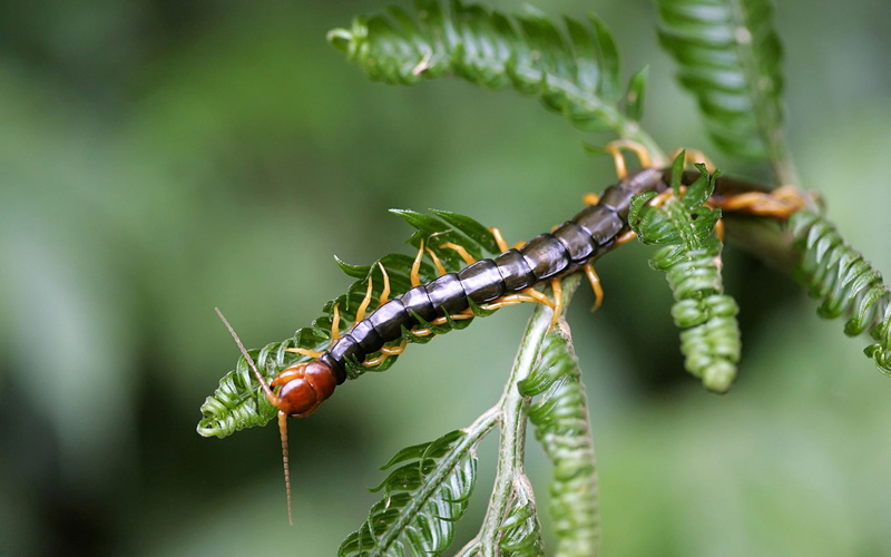 focus on foreground, animal wildlife, rama, nature, outdoors, animals in the wild, invertebrate, plant, day, insectos, close-up, animal, animales, one animal