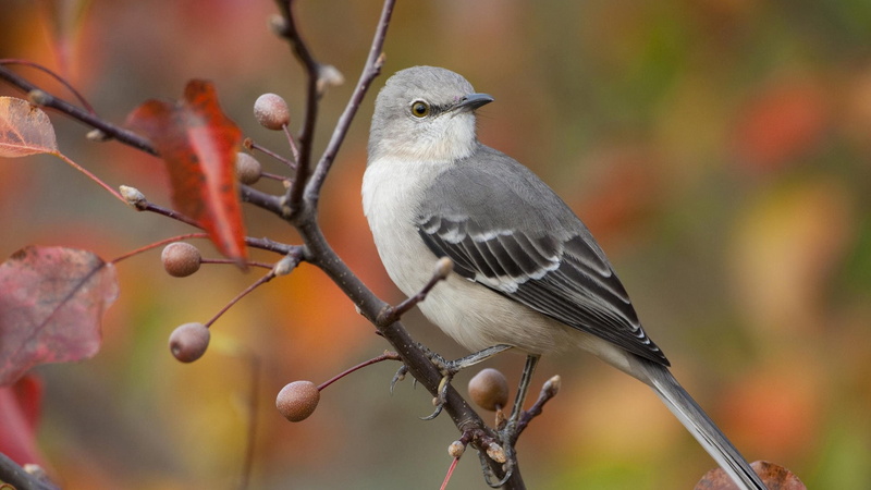 bird, rama, animal themes, nature, 1080P, animals in the wild, ave, tree, outdoors, animal, no people, focus on foreground, two animals, vertebrate, plant