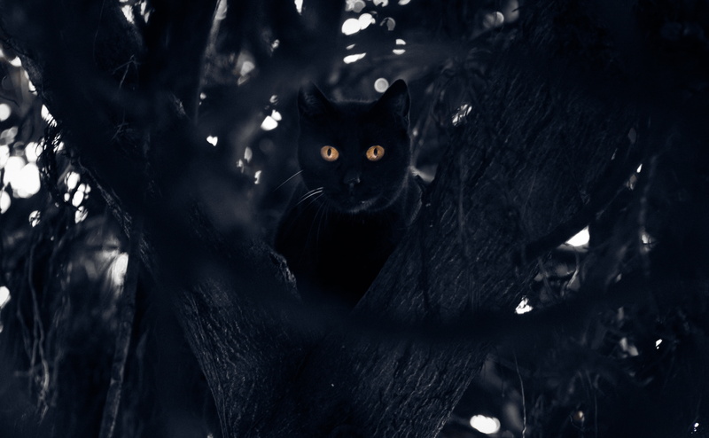 imagen, mirada, gato, misterio, ramas, Photography, Picture, Tree, ojosdegato, blackcat, arbol, Photographer, Image, pupils, perched, Holidays, fotografo