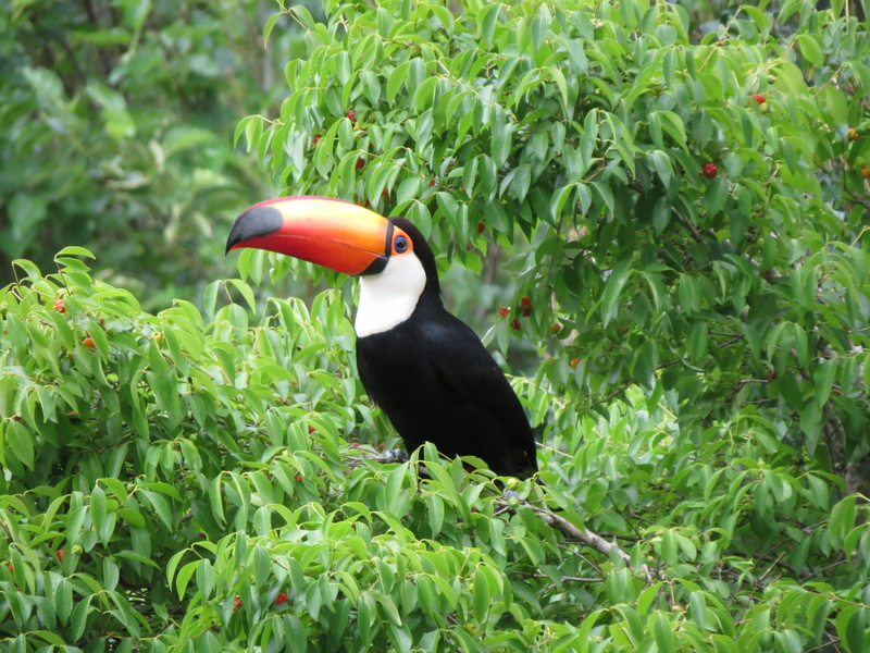 animal wildlife, nature, one animal, day, tucano, cherry, vertebrate, animal themes, 4K, animals in the wild, plant, forest, bird, outdoors, tree, plant part