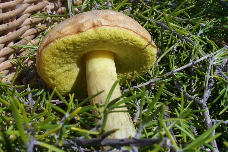 green color, field, land, nature, plant, close-up, toadstool, 2K, freshness, no people, grass, food and drink, selective focus, day, outdoors, growth