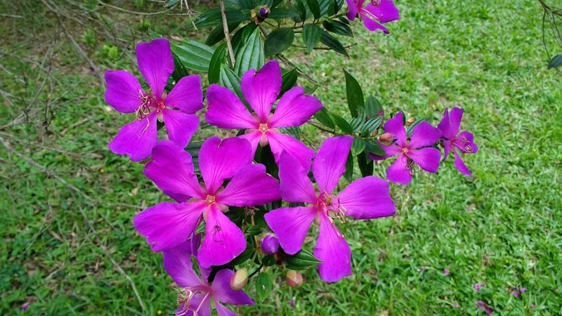 mato, outdoors, leaves, trees, tropical forest, land, flower head, day, green, garden, nature, lilac, flower, forest, flora, growth, freshness, petal, pink color