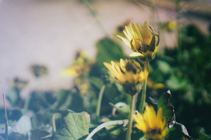 fragility, nature, close-up, caparica, inflorescence, portugal, costa da caparica, praia da mata, petal, focus on foreground, freshness, cold, lisbona