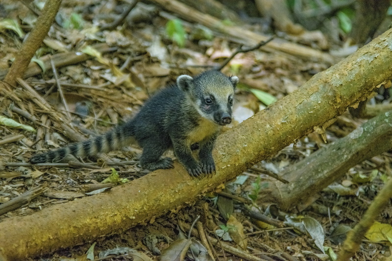 branch, outdoors, no people, mato, leaves, looking away, Forest, Green, plant part, mammal, flora, looking at camera, animals, focus on foreground, park