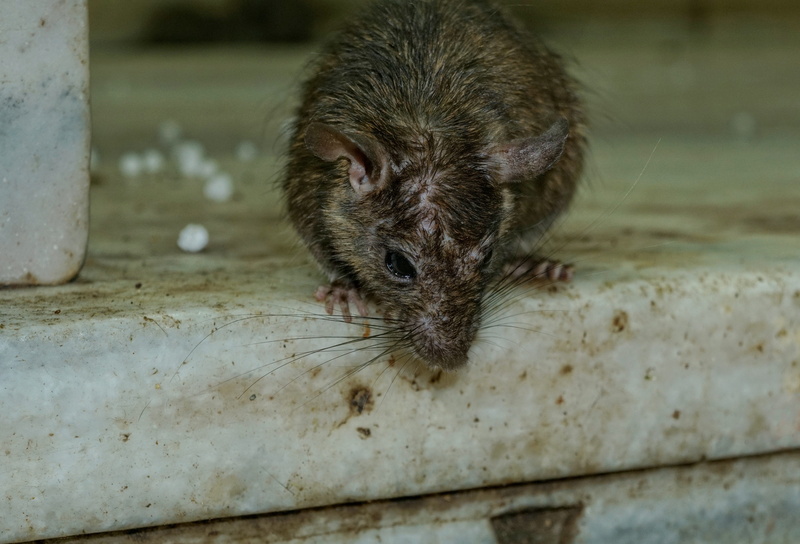 close-up, mammal, animal themes, mouse, animal wildlife, pets, high angle view, animal, cute, no people, animal portrait, rat, animal body part, one animal