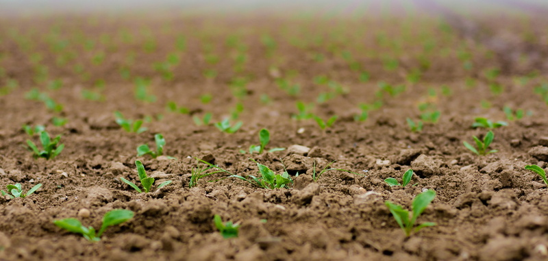 food, plug, nature, landscape, land, germ leaves, outdoors, no people, plant, spring, close up, arable, beginnings, seed bed, mud, crop, title image, sowing