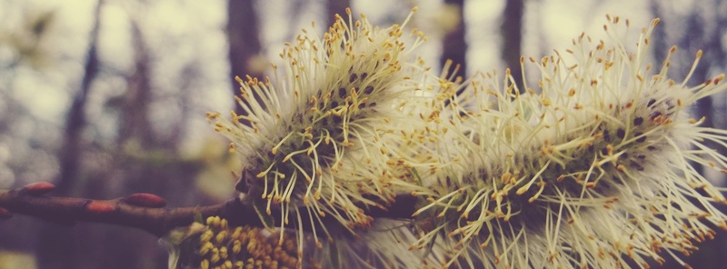 focus on foreground, facebook, branch, hairy, fragility, selective focus, 2K, growth, vulnerability, aesthetic, winter time, bush, flower, flowering plant