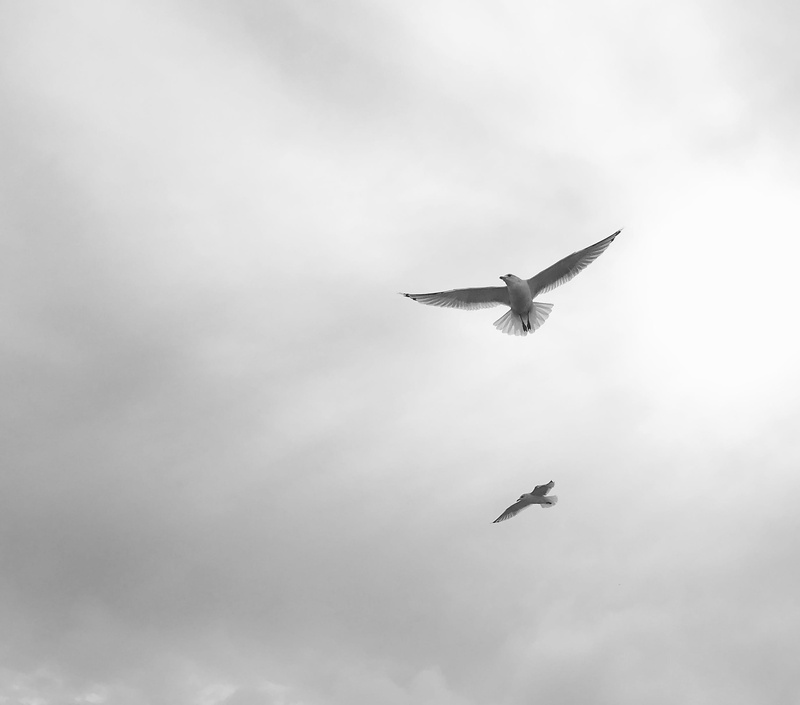 a, wings, 1080P, sky, outdoors, flying, seagull, animals in the wild, girl, cloud - sky, hawk, animal, no people, one animal, shady, shade, feather, gray