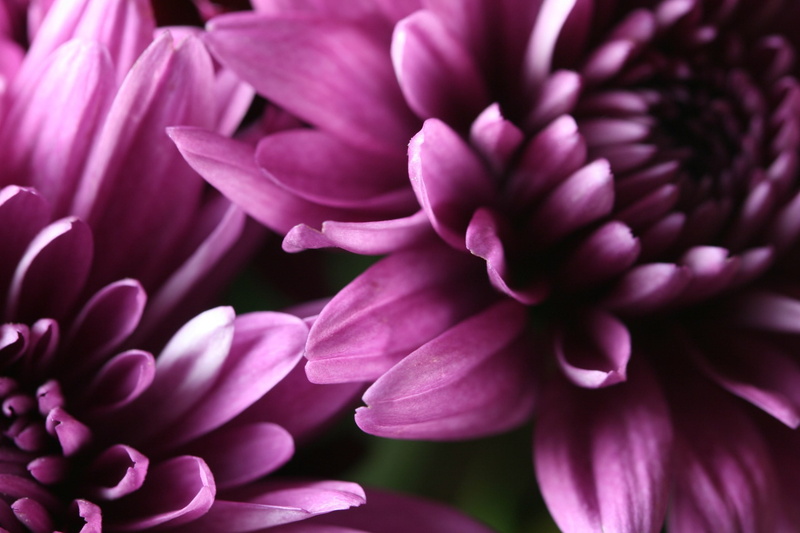 vulnerability, 2K, close-up, freshness, flowering plant, inflorescence, full frame, softness, no people, pink color, fragility, beauty in nature, growth