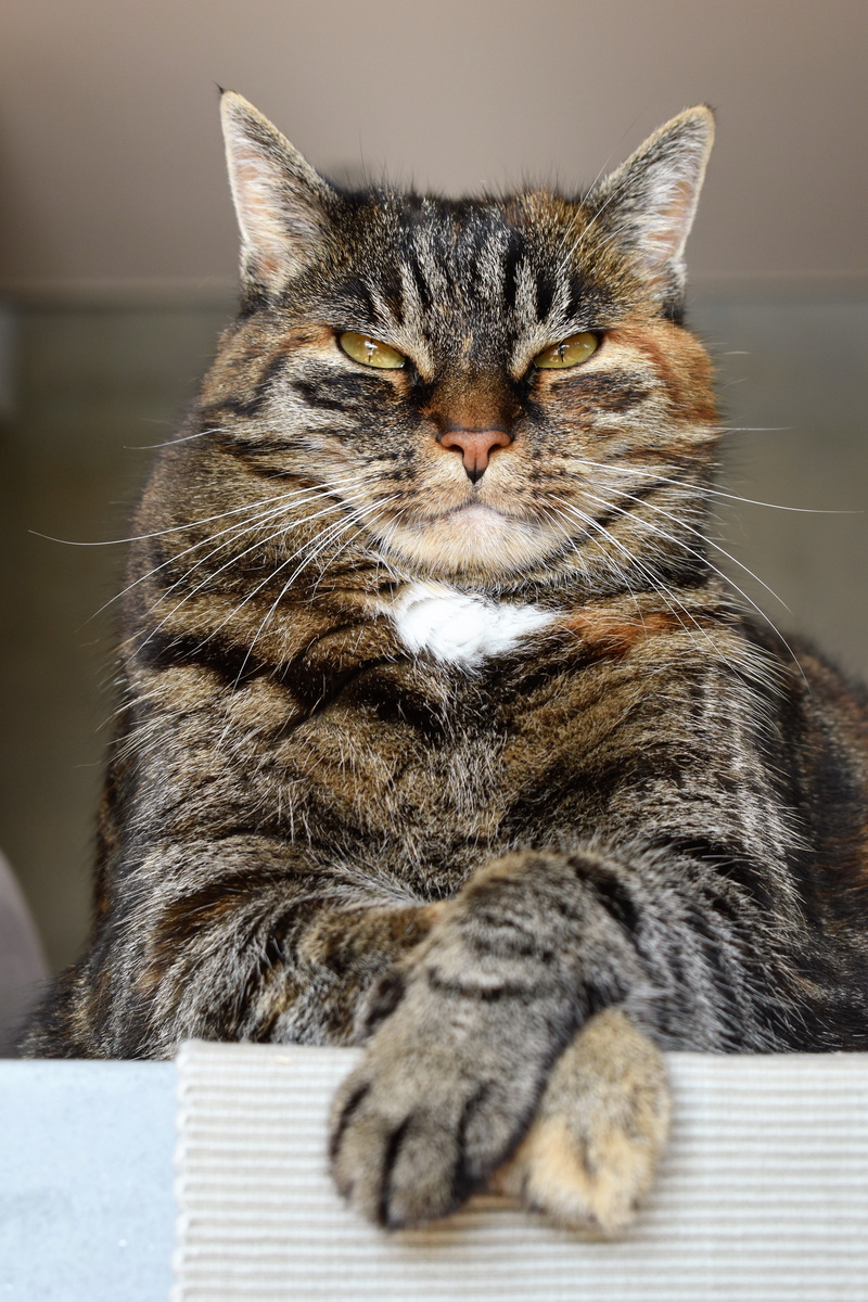 black, whisker, domestic animals, close-up, 5K, mammal, pets, vertebrate, looking, tabby, young, fur, cat face, short, relaxation, maine coon cat, cat