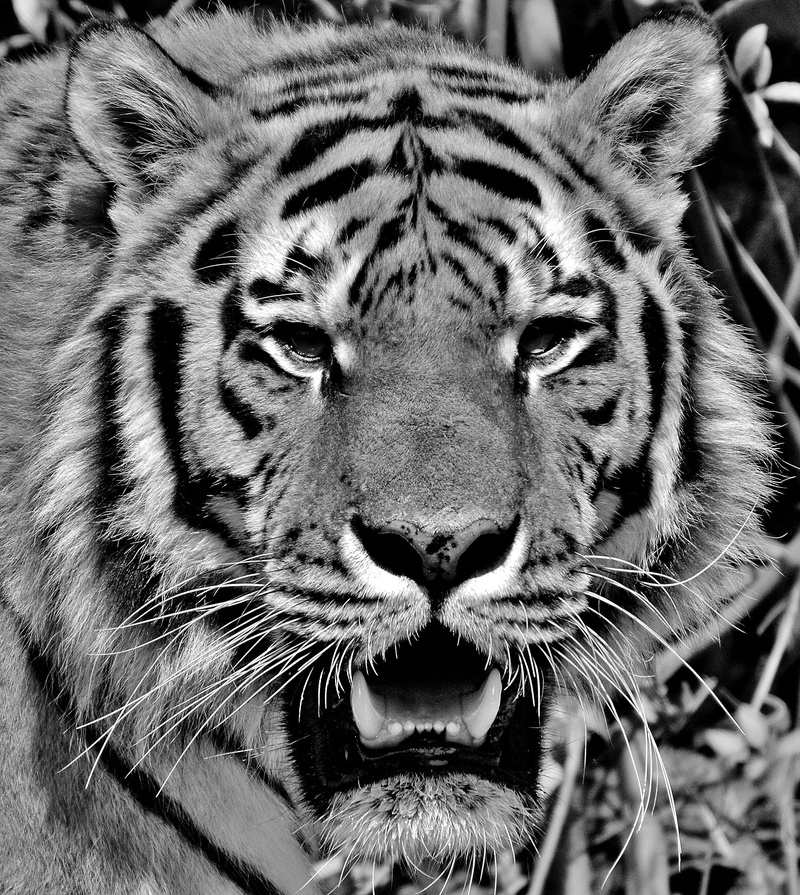 animal world, munich, one animal, animal head, face, animal body part, animals in the wild, animal wildlife, mouth open, big cat, tiger, outdoors, 2K