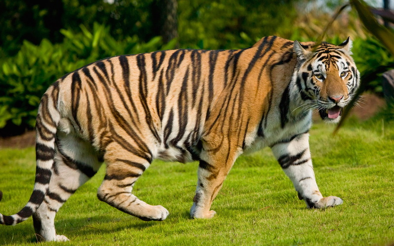 tiger, clemson, animals, pictures, face, tablet, detroit, white, siberian, 1920x1200, paper, growl, tigers, hd, 1080P, angry