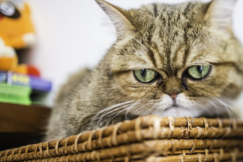 look, Exotic Shorthair, angry, cat, 2K, exotic, face