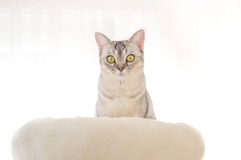 angry, people, one animal, funny, fur, face, mackerel, portrait, studio shot, animal, kitten, playful, eyes, whisker, sitting, domestic, white background