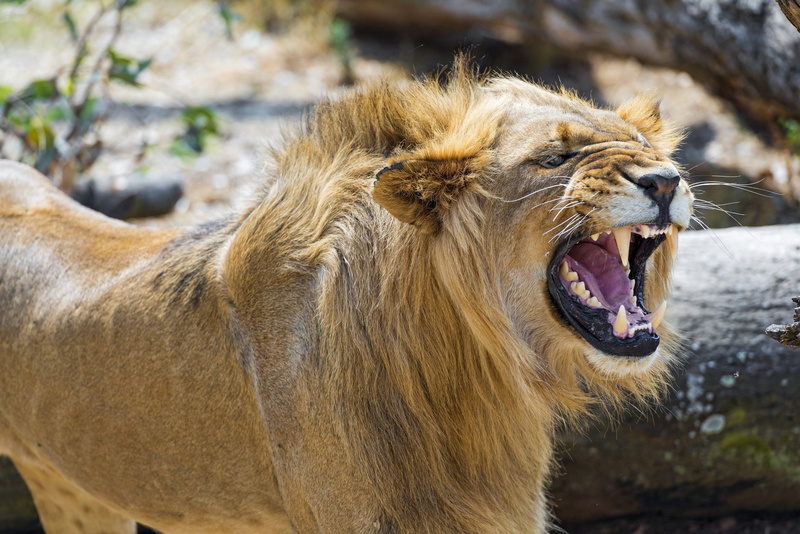 Mane, Growl, cat, fury, predator, face, lion, 4K, Angry, Young, jaws, rage, wild, teeth