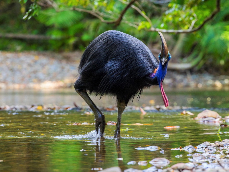 Bird, Colorful, Cassowary, Animal, Wildlife, Birds, 1080P