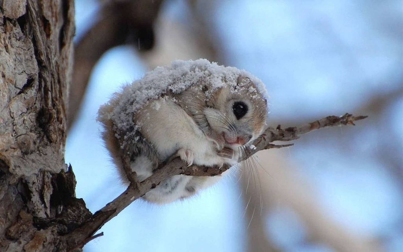 Japanese dwarf flying squirrel, Flying Squirrel, The Japanese Dwarf Flying Squirrel, Animal, 1080P