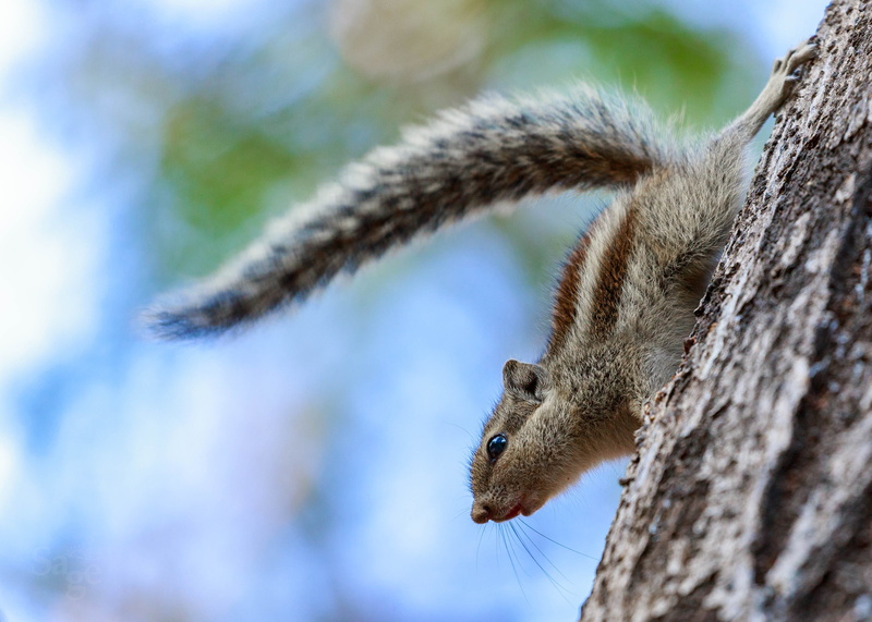 no people, wood, squirrel, tree, mammal, animal, trunk, close-up, one animal, chipmunk, focus on foreground, tree trunk, indian palm squirrel, three striped squirrel