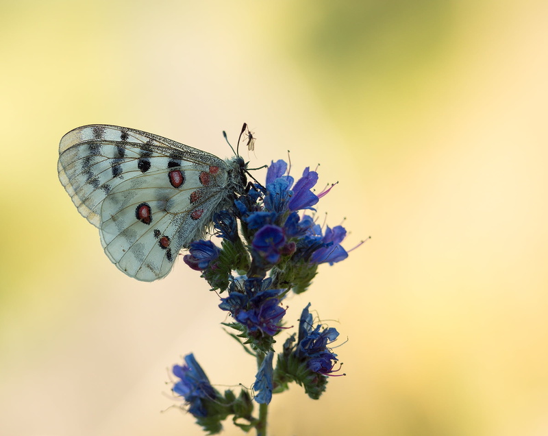 threatened, fragility, freshness, invertebrate, macro, parnassius apollo, pollination, nature, apollofalter, animal wildlife, insect, flower head, blood sucker