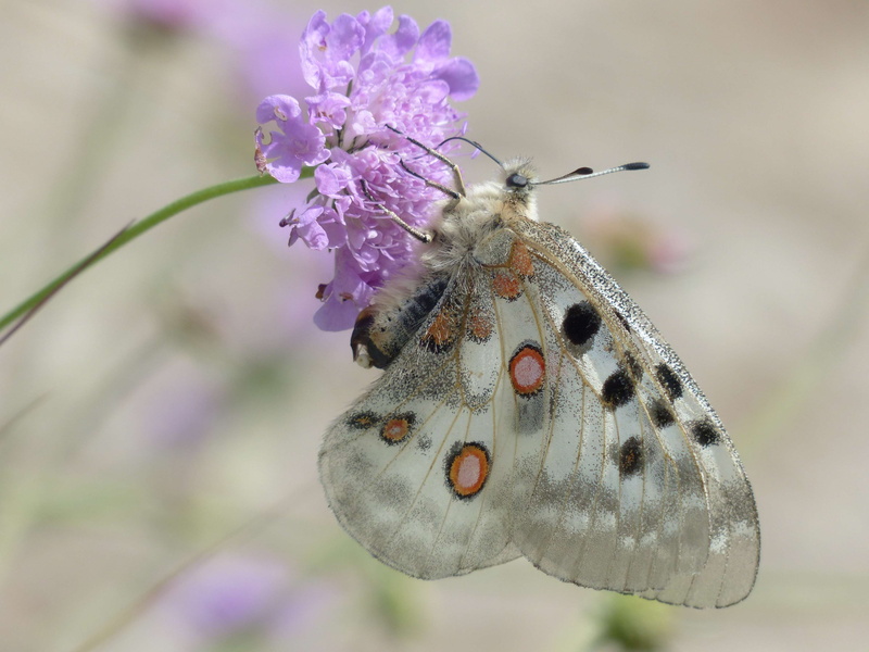 beauty in nature, purple, fragility, focus on foreground, flora, animals in the wild, flower head, animal body part, outdoors, knautia arvensis, animal themes