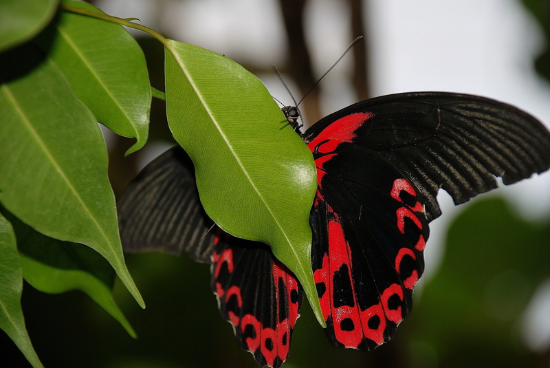 beauty in nature, close-up, animal wildlife, dovetail, day, butterfly, focus on foreground, leaves, no people, green color, 4K, invertebrate, papilio