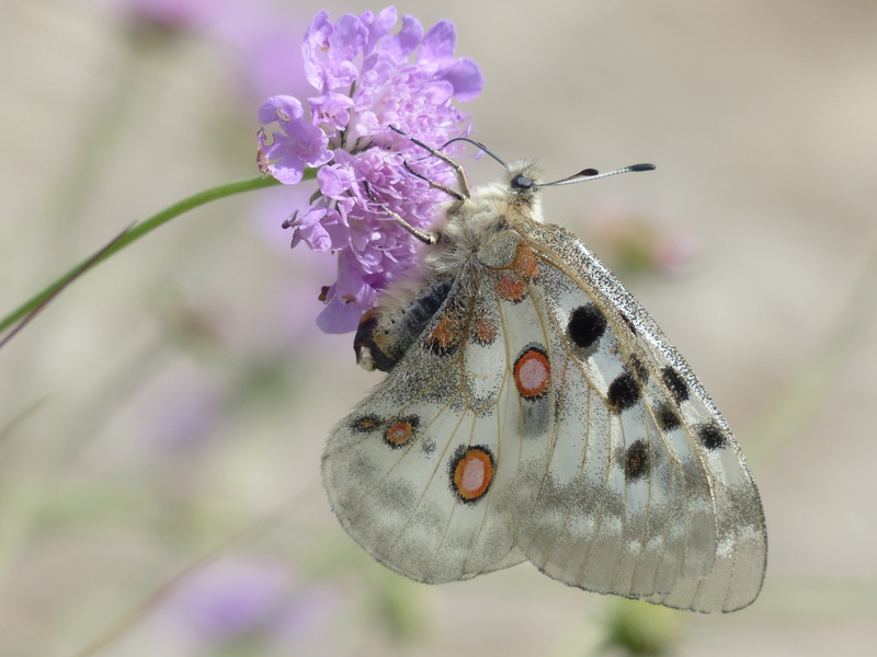 blossom, freshness, pollination, violet, petal, apollofalter, one animal, pincushion flower, apollo, white, animal Wing, outdoors, fragility, meadows scabious
