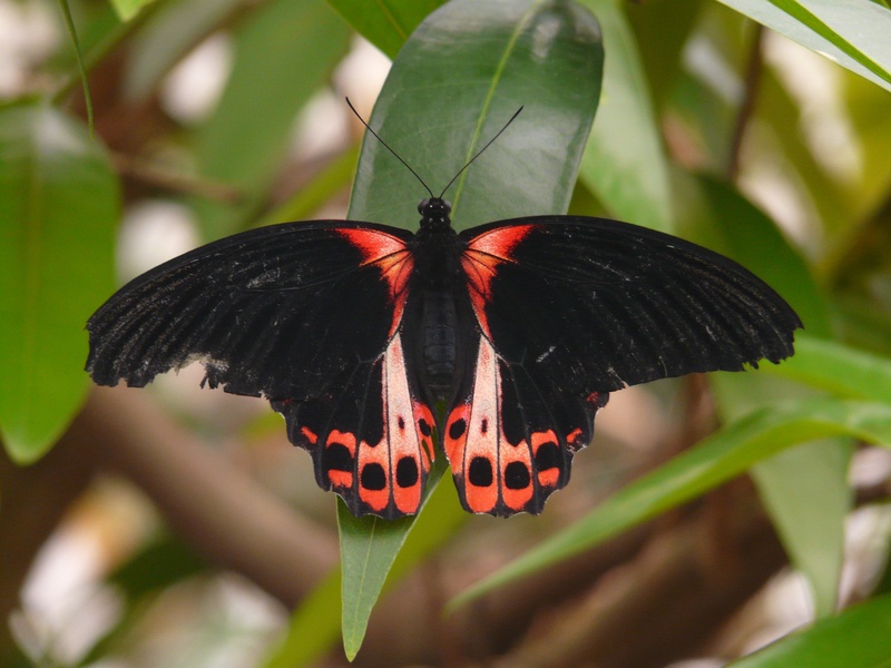 outdoors, plant part, invertebrate, red drawing, papilio rumanzovia, summer, photography, nature, focus on foreground, animal themes, insect, papilionidae