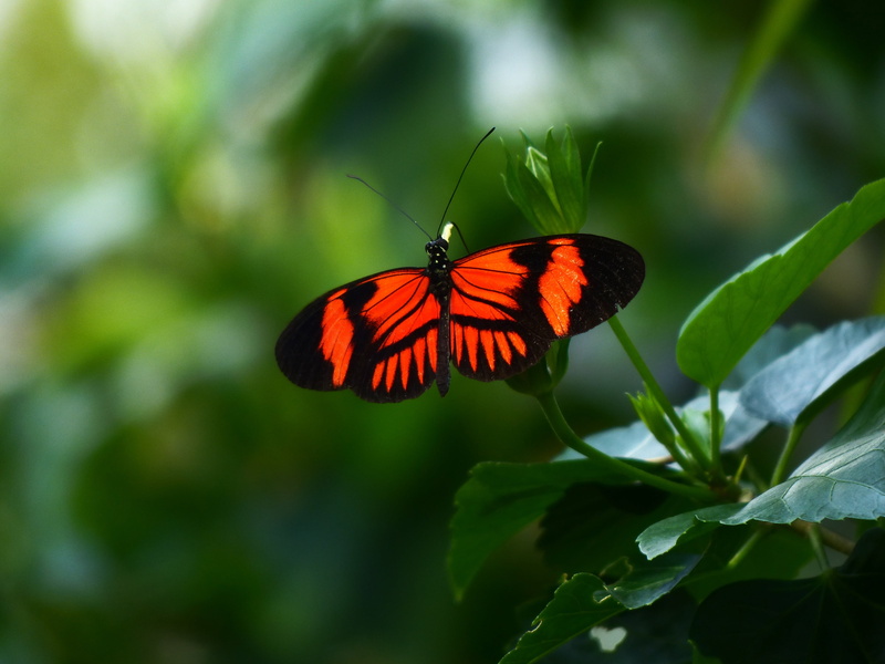 multi Colored, invertebrate, doris, exotic, animal, flower, butterfly house, perched, heliconius melpomene, close-up, animal Wing, summer, 4K, beauty In Nature