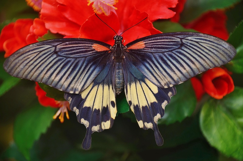 animal themes, swallowtail, butterfly, summer, insect, freshness, close-up, macro, butterfly - Insect, flower, 4K, red, tropical, one animal, invertebrate