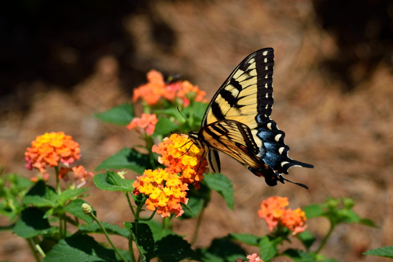 flower, vulnerability, summer, papilio, butterfly, freshness, Insect, spring, one animal, flower head, close-up, macro, yellow, animal wildlife, lantana