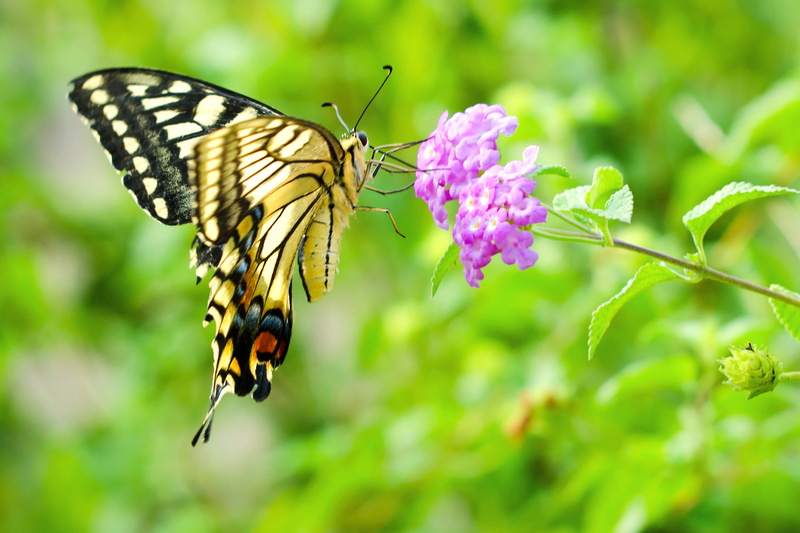 APO, Pink, Nature, butterfly - Insect, Animal, F2.8, Aoba, HSM, CLUB, Outdoor, purple lantana, Yellow, Blossom, 2K, Nikon, lantana, Japan, purple, F2