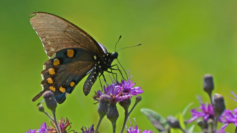Shaw Nature Reserve, Closeup photography, Gray Summit, 1080P, close-up, animal Wing, butterfly, macro, flower, animal, Swallowtail - butterfly, nature