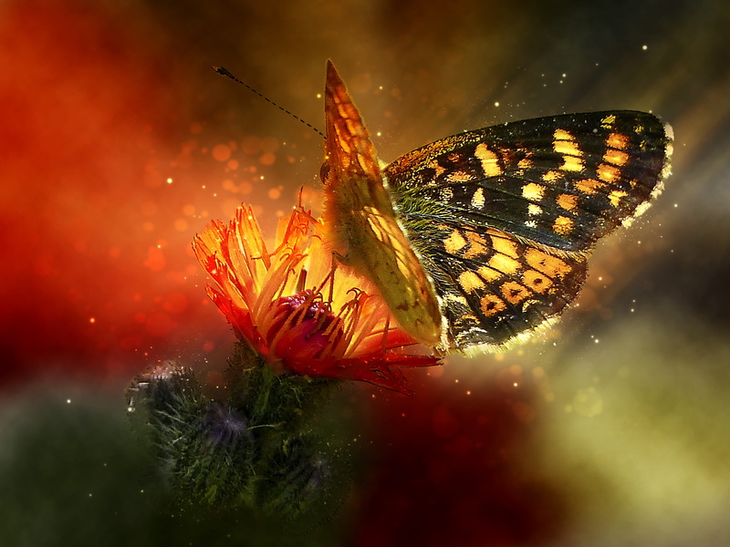macro, animal, summer flowers, beautiful, growth, insect, invertebrate, pollination, flower, bloom, detail, cute, close-up, illumination, one animal, butterfly - insect