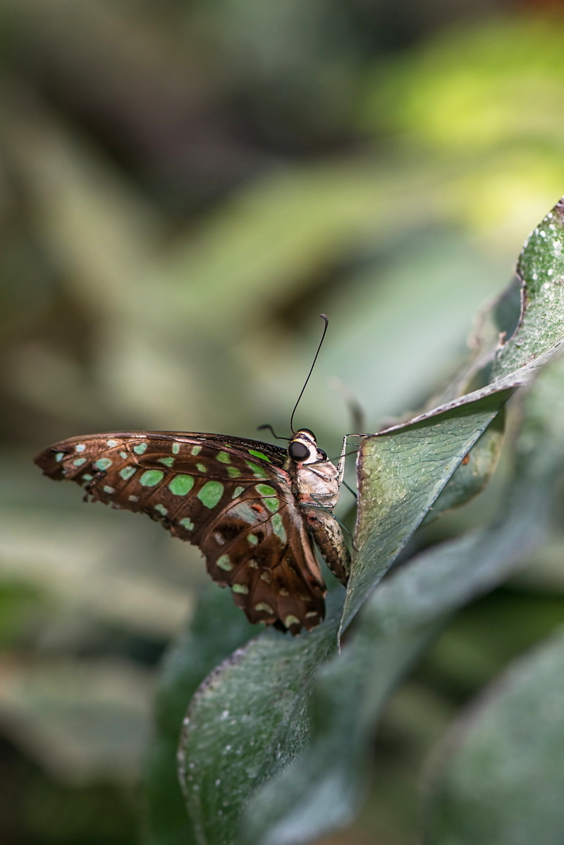 plant part, leaf, swallowtails, no people, animals in the wild, papilionidae, selective focus, animal themes, animal wildlife, invertebrate, nature, graphium agamemnon