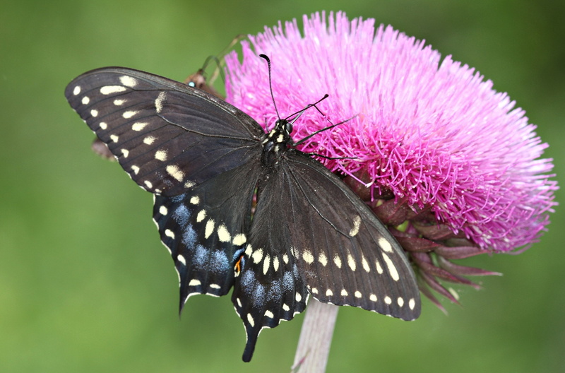 spicebush, butterfly - Insect, Spicebush Swallowtail, animal Wing, close-up, perched, nature, animal, papilio polyxenes, thistle, insect, summer, north carolina