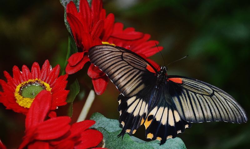 butterfly, animal themes, vibrant, vulnerability, mormon, close-up, no people, perched, insect, petal, animal, animals in the wild, photo, butterfly - Insect