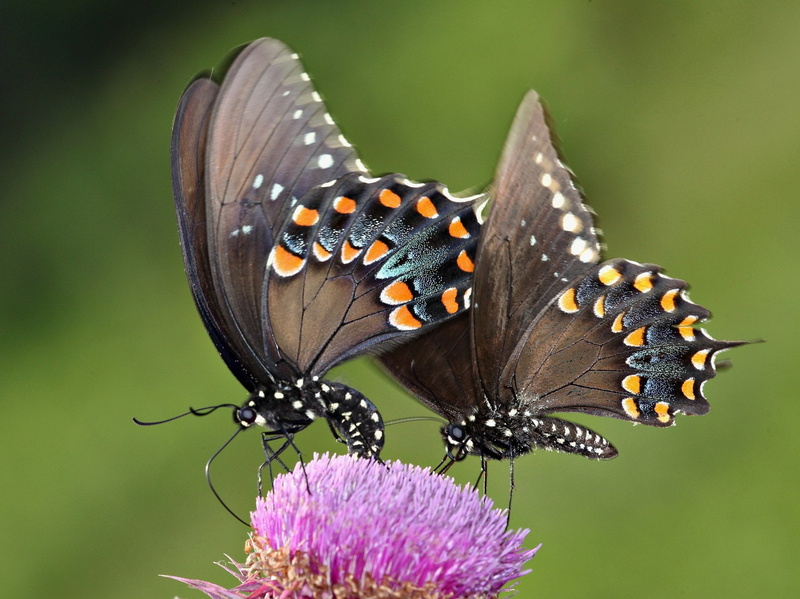 Spicebush Swallowtail, macro, papilio troilus, Picnik, Swallowtail Butterfly, close-up, insect, Wing, purple, fragility, Hugs, animal, spicebush, Papilio  Troilus