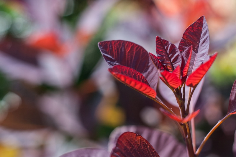 Close-up, growth, yellow, multi Colored, red, close, butterfly - insect, smoke, season, outdoors, animal wing, forest, bush, nature, flowerbed, light, fragility
