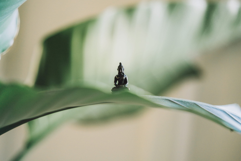 no people, leaf, plant, focus on foreground, outdoors, fragility, animal themes, miniature, animal wildlife, selective focus, flower, insect, animals in the wild