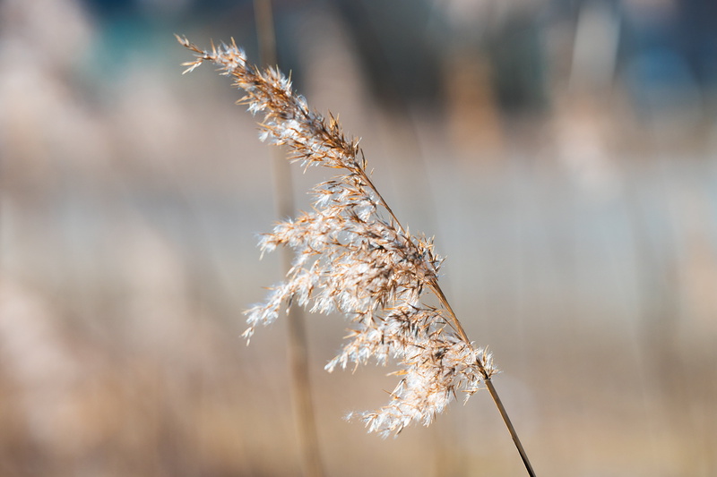 outdoor, focus on foreground, lonely, plant, plant stem, relax, winter, photography, reed, season, sun, tree, land, brown, blowing, rural scene, one, grass