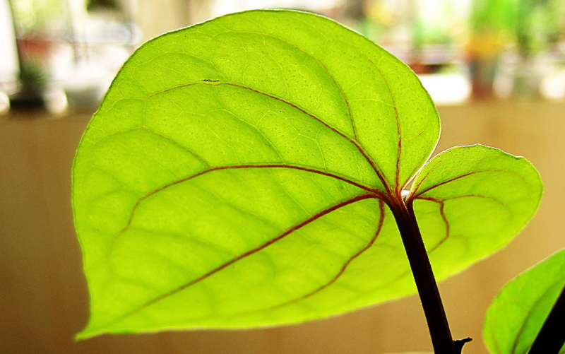 close-up, Piper Betle, focus, Yellow, nature, green Color, 2K, Green, selective focus, canon, selective, kumaravel, piper, betle, leaf, photography, tree