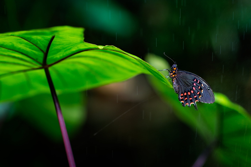 animal, pink, F/1.2, Sweden, mm, insect, nature, beauty In Nature, focus, Canon EF, black butterfly, 4K, photography, Sverige, wildlife, selective focus
