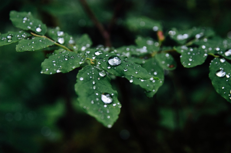 focus, photography, selective focus, wet, leafes, rain drop, plant part, forest, droplet, beauty in nature, green color, leaves, water, port angeles, nature