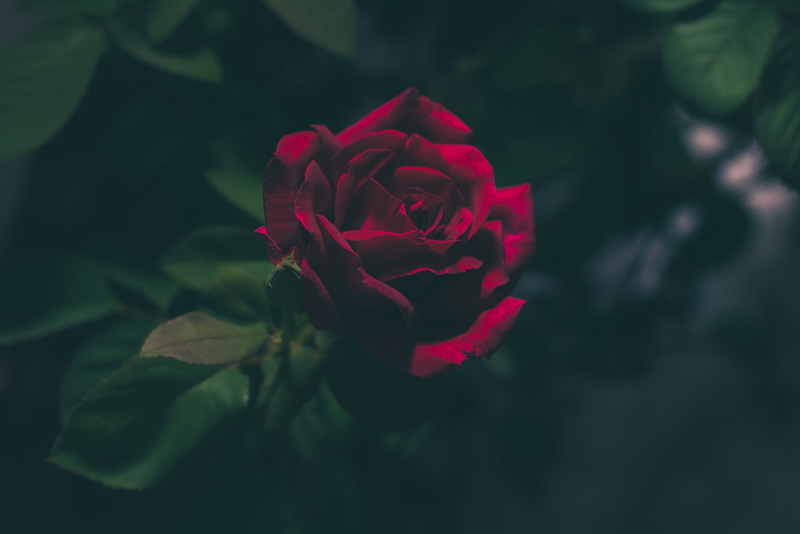 inflorescence, close-up, fragility, freshness, focus on foreground, petal, beauty In Nature, nature, leaf, pink Color, red, bud, plant part, flower Head